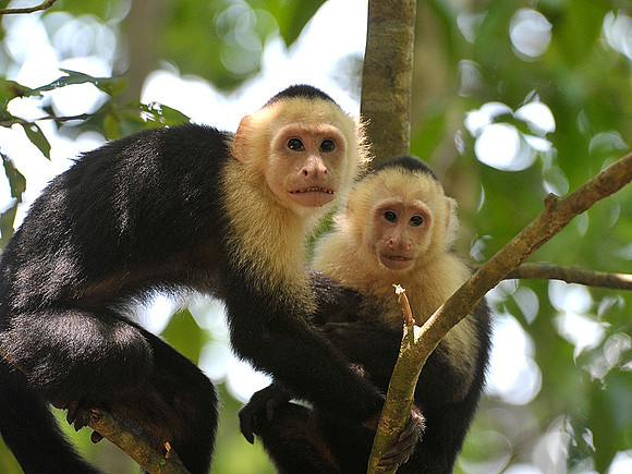 White Faced Monkeys