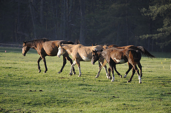 Horsing around in Cades Cove