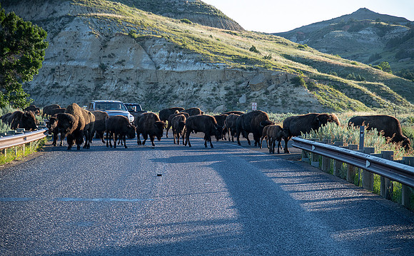 Bison Blockade