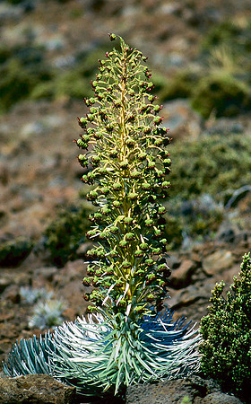 Silversword