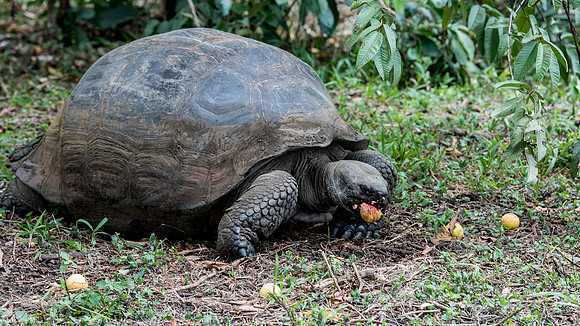 Giant Tortoise