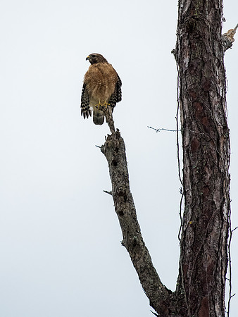 Red Shouldered hawk