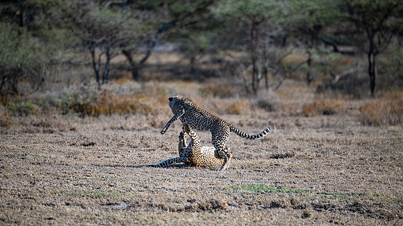 Young cheetahs playing