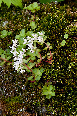 Stonecrop