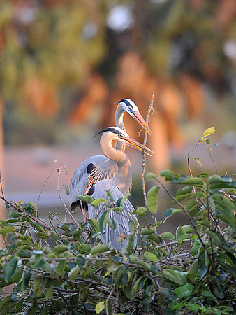 Blue Herons building Nest