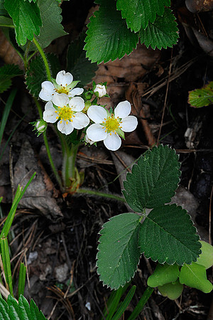Wild Strawberry