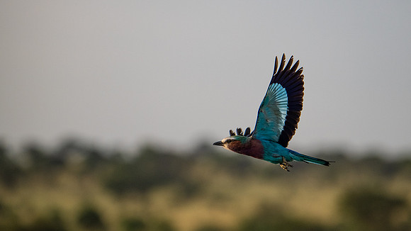 Superb Starling