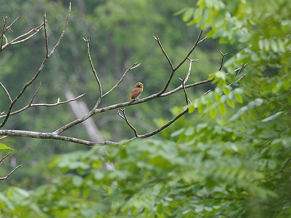 Pygmy Owl - Backside