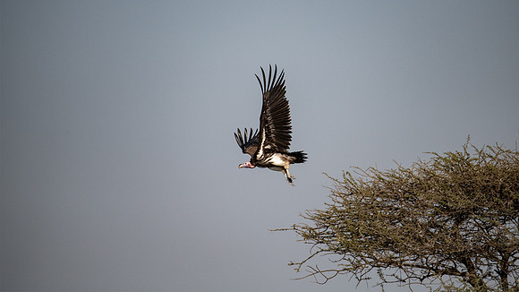 Vulture