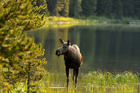 Cow Moose