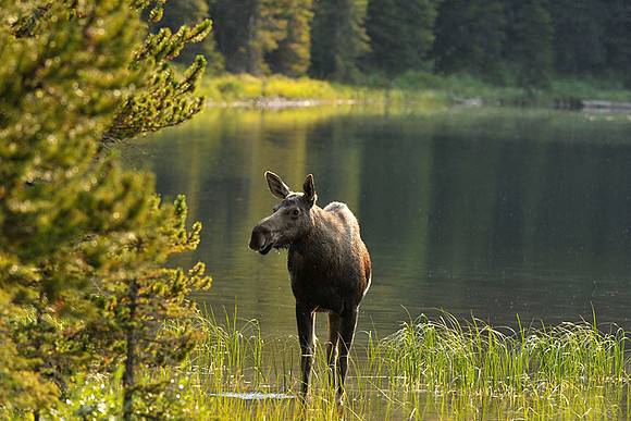 Cow Moose