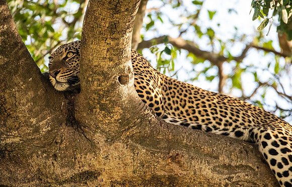 Lounging Leopard