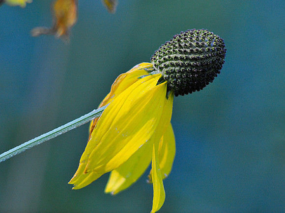 Gray-headed Coneflower