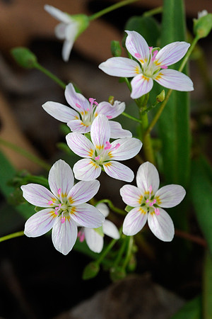 Spring Beauty