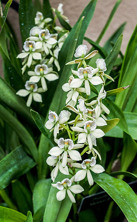 Longwood Gardens
