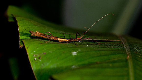 Walking Stick