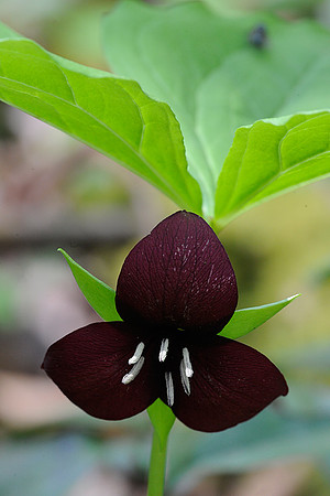 Vasey's Trillium