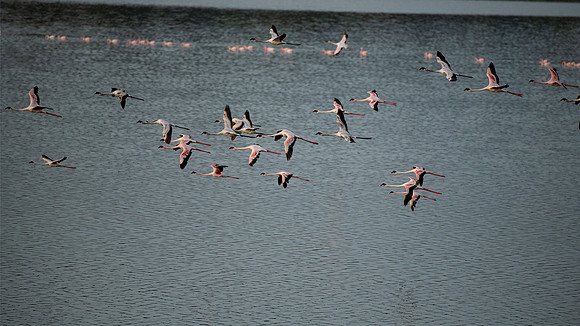 flamingos