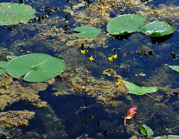 Bladderwort