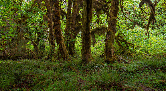 Hoh Rain Forest