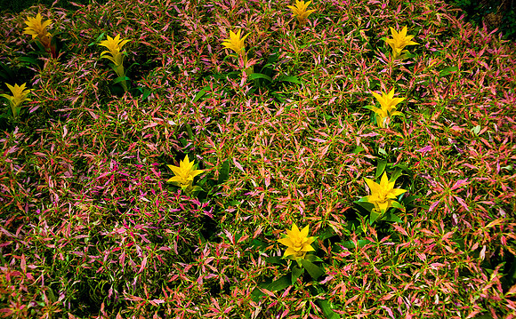 Longwood Gardens