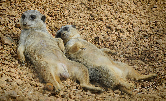 Meerkats