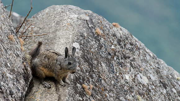 Viscacha