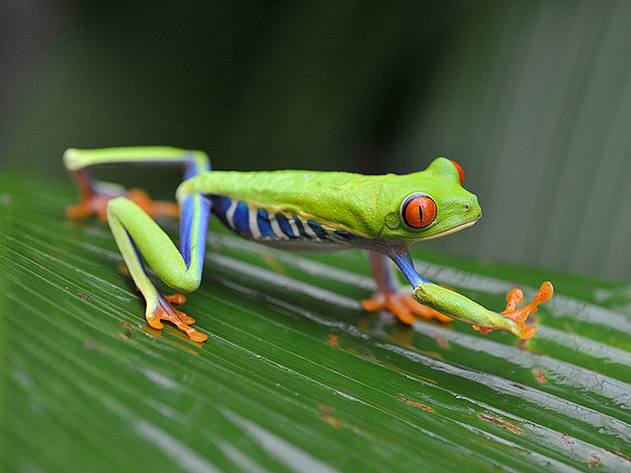 Green Tree Frog