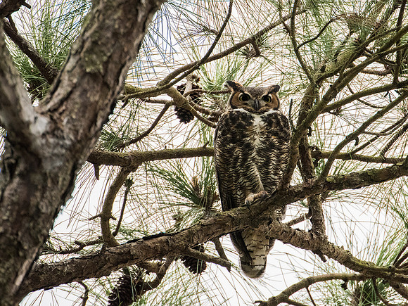 Great Horned Owl