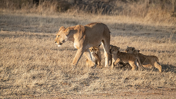 Lions with nursing cubs