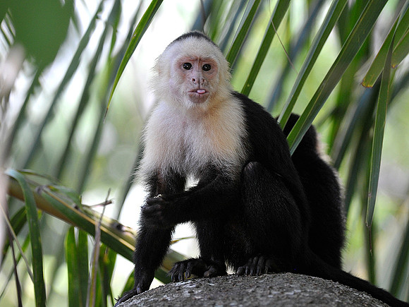 White Faced Monkey