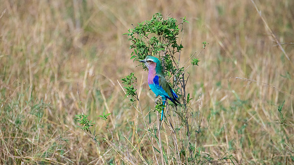 Lilac breasted Roller