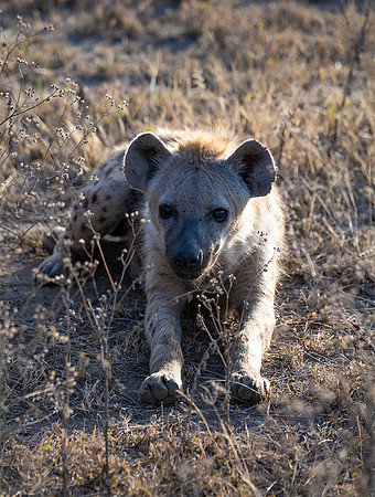Hyena