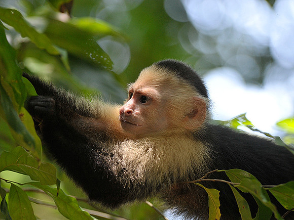 White Faced Monkey