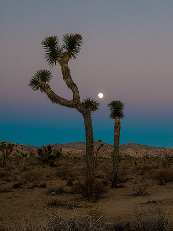 Joshua Tree National Park