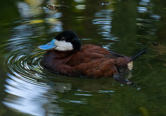 Ruddy Duck