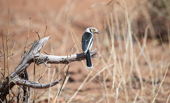 Shrike