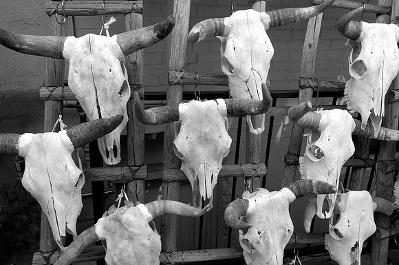 Steer skulls in black and white