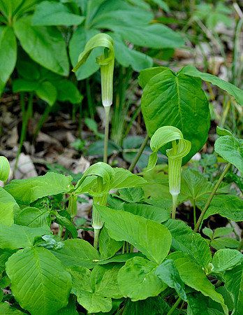 Jack in the Pulpit
