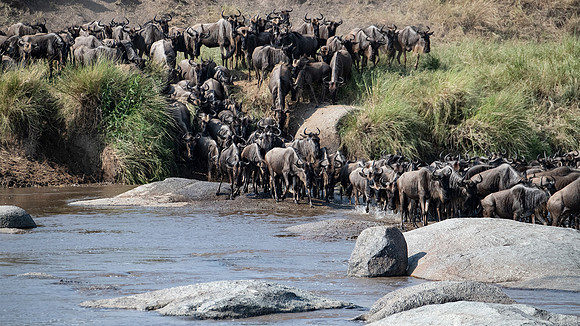 Wildebeast migration