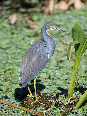 Tricolored Heron