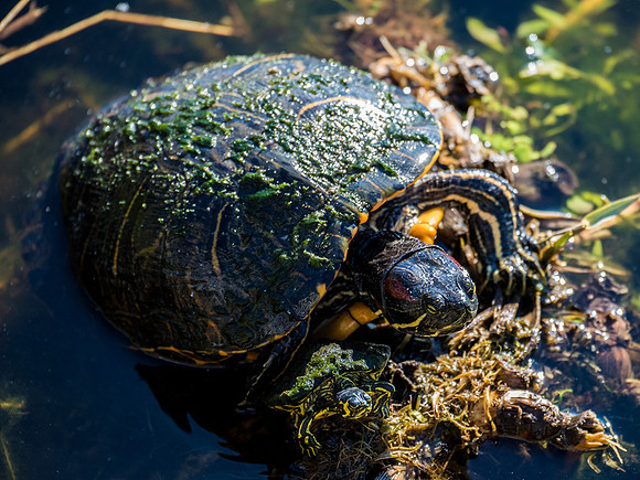 Red Eared Slider