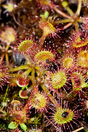 Sundew