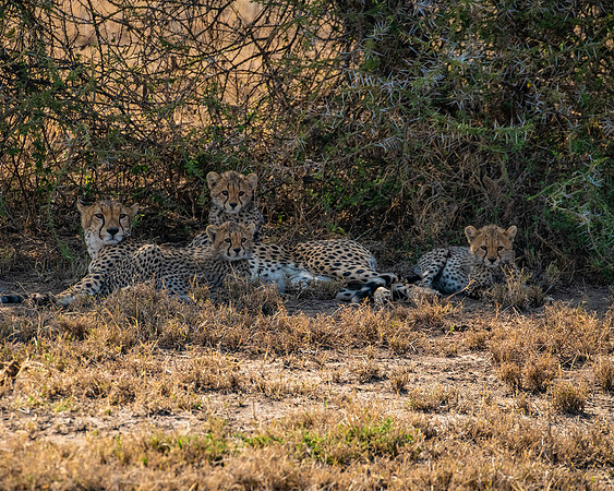 Cheetah family