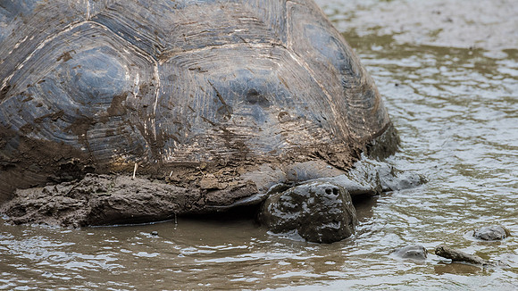 Giant Tortoise