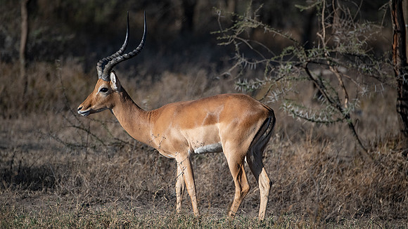 Impala