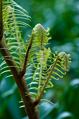 Fern