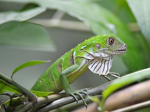 Green Iguana