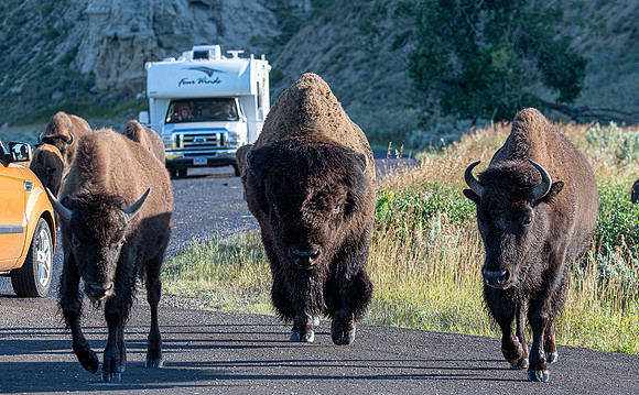 Bison on the road