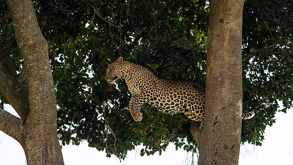 Leaping Leopard sequence 1/3